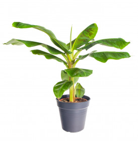 Banánovník zakrslý, Musa dwarf cavendish, průměr květináče 21 cm