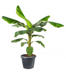 Banánovník zakrslý, Musa dwarf cavendish, průměr květináče 35 cm