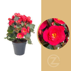 Begónie, Begonia elatior Belove Cherry, červeno - růžová
