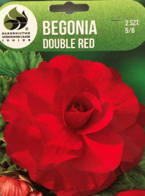 Begónie hlíza, Begonia Double Red, Jacek, červená, 2 ks