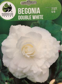 Begónie hlíza, Begonia Double White, Jacek, bílá, 2 ks