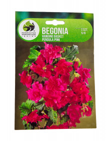 Begónie hlíza, Begonia Pendula Pink, Jacek, růžová, 2 ks