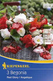 Begónie hlíza, Begonia Red Glory & Angelic, Kiepenkerl, mix barev, 3 ks