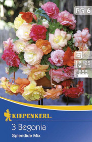 Begónie hlíza, Begonia Splendide, Kiepenkerl, mix barev, 3 ks