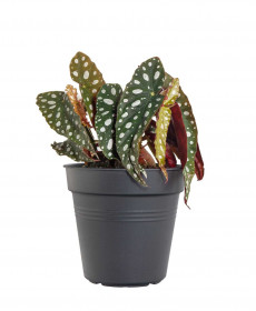Begónie koralová, Begonia maculata, průměr květináče 13 - 15 cm