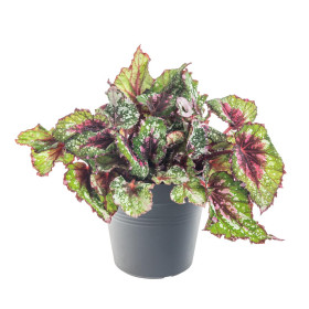Begónie královská, Begonia Beleaf Alaska Creek, průměr květináče 12 cm