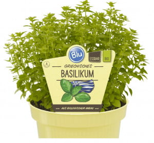 Bio Bazalka řecká, Ocimum basilicum var. minimum, v květináči