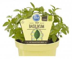 Bio Bazalka thajská, Ocimum basilicum, v květináči