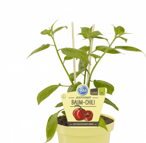Bio Chilli peruánské, Capsicum pubescens, v květináči