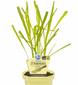 Bio Citrónová tráva, Cymbopogon citratus, v květináči