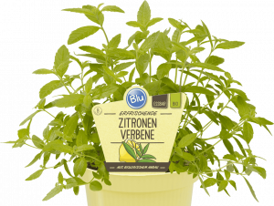 Bio Citronová verbena, Lippia citriodora, v květináči