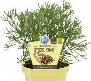 Bio Gyros bylinka, Artemisia caucasica, v květináči