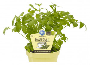 Bio Libeček, Levisticum officinale, v květináči