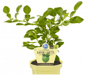 Bio Limeta kafrová, Citrus hystrix, v květináči