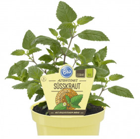 Bio Lipie sladká (aztécký cukr), Lippia dulcis, v květináči