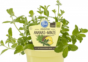 Bio Máta ananasová, Mentha suaveolens Variegata, v květináči