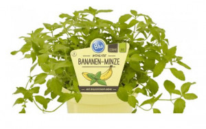 Bio Máta banánová, Mentha arvensis, v květináči