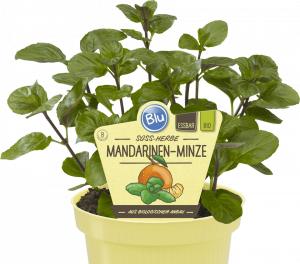 Bio Máta mandarinková, Mentha piperita Tachi, v květináči