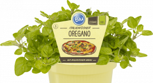 Bio Oregáno neboli Dobromysl, Origanum vulgare, v květináči