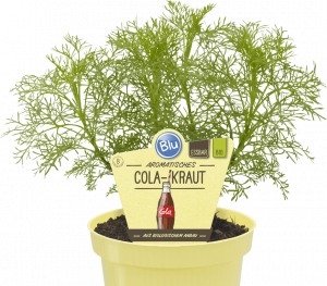 Bio Pelyněk Coca - Cola, Artemisia abrotanum, v květináči