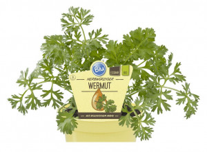 Bio Pelyněk pravý, Artemisia absinthium wermut, v květináči