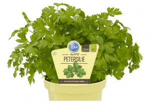 Bio Petržel hladká, Petroselinum crispum Napoli, v květináči