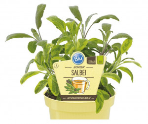 Bio Šalvěj lékařská, Salvia officinalis, v květináči