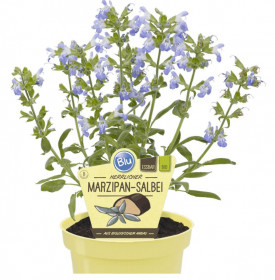 Bio Šalvěj marcipánová, Salvia officinalis "Nazareth", v květináči