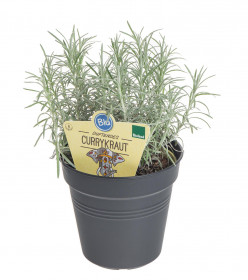 Bio Smil italský - kari, Helichrysum italicum (angustifolium), v květináči