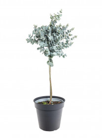 Blahovičník Gunnův, Eucalyptus gunnii, na kmínku, průměr květináče 14 cm