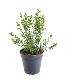Blahovičník Gunnův, Eucalyptus gunnii, průměr květináče 12 - 13 cm