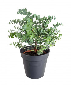 Blahovičník Gunnův, Eucalyptus gunnii, průměr květináče 14 - 15 cm