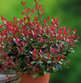 Blýskalka Fraserova, Photinia fraseri Little Red Robin, zeleno - červená, velikost kontejneru 5 l