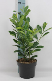 Bobkovišeň lékařská, Prunus laurocerasus Caucasica, velikost kontejneru 5 l
