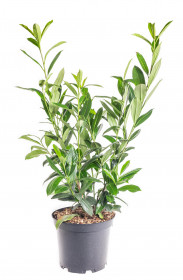Bobkovišeň lékařská, Prunus laurocerasus Caucasica, velikost kontejneru 7.5 l