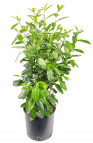 Bobkovišeň lékařská, Prunus laurocerasus Novita, velikost kontejneru 7.5 l