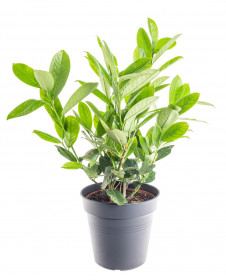 Bobkovišeň lékařská, Prunus laurocerasus Rotundifolia, velikost kontejneru 2.5 l