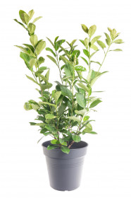 Bobkovišeň lékařská, Prunus laurocerasus Rotundifolia, velikost kontejneru 5 l