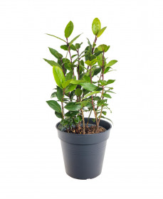 Bobkový list, Laurus nobilis, v květináči