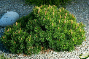 Borovice kleč, Pinus mugo pumilio, velikost kontejneru 2.5 l