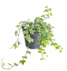 Břečťan popínavý pokojový, Hedera helix, panašovaný, průměr květináče 13 cm