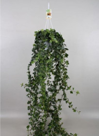 Břečťan popínavý pokojový, Hedera helix, zelený, závěs, průměr květináče 17 cm
