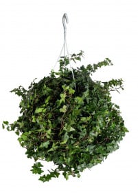 Břečťan popínavý pokojový, Hedera helix, zelený, závěs, průměr květináče 24 cm