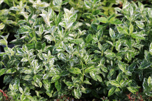 Brslen fortuneův, Euonymus fortunei Harlequin, velikost kontejneru 2.5 l