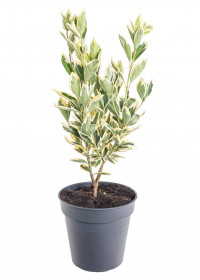 Brslen japonský, Euonymus japonicus Bravo, velikost kontejneru 2 l