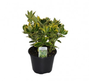 Brslen japonský, Euonymus japonicus Marieke, velikost kontejneru 2.5 l