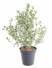 Brslen japonský, Euonymus japonicus Susan, velikost kontejneru 2.5 l