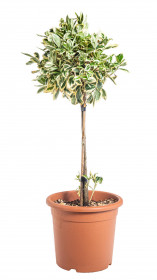 Brslen japonský na kmínku, Euonymus japonicus Bravo, velikost kontejneru 9 l