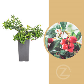 Brusinka obecná, Vaccinium vitis-idaea Miss Cherry