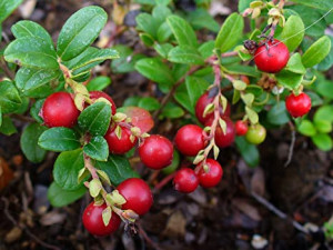 Brusinka obecná, Vaccinium vitis-idaea, velikost kontejneru 2 l